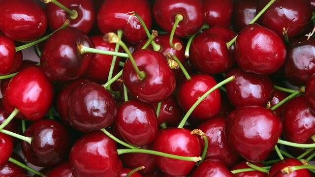 Im Video: D&uuml;rfen Hunde Kirschen essen?