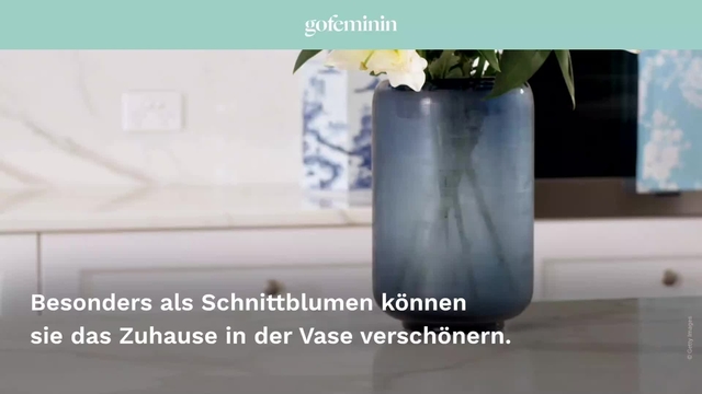 Im Video: Wie bleiben Tulpen l&auml;nger frisch? 