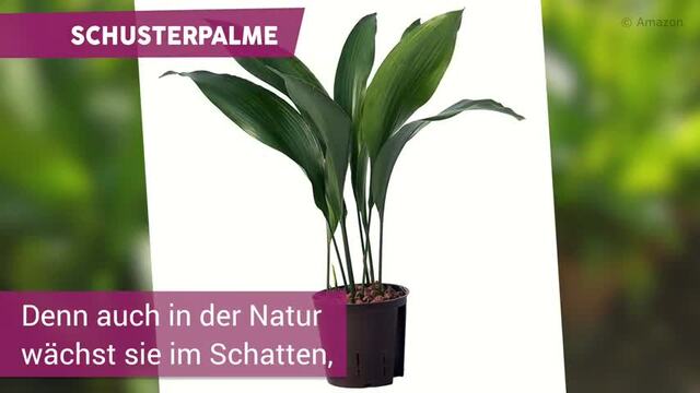 Diese 7 Pflanzen sind bestens f&uuml;rs Bad geeignet