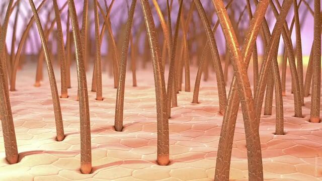 Haarausfall: Wie l&auml;sst sich welche Form behandeln?