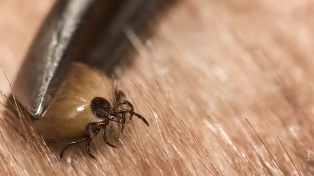 200602_Wildkräuter-SEO