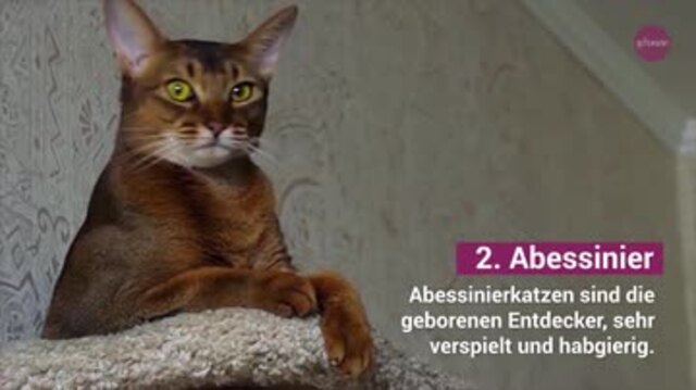 Die 5 schlausten Katzenrassen