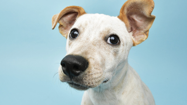 200731 Haustiere Hunde Haare entfernen