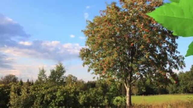 Buche, Tanne oder Eiche - kennst du deinen Lebensbaum?