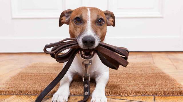 Gassigehen mit dem Hund: So wird er leinenf&uuml;hrig