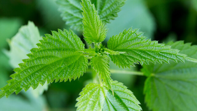 Brennnesseltee: Positive Wirkung als Hausmittel